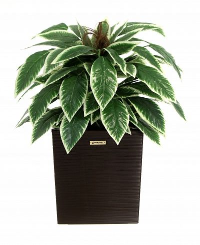 Croton Claire Cachepot Dekollete Clasico 30