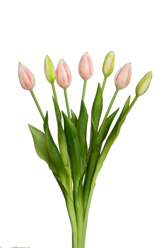 Closed tulip, bouquet of 7 pcs. (green)