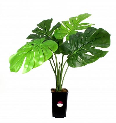 Monstera Moran in cachepot