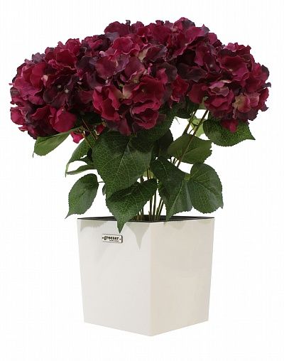 Hydrangea Retro Reilly Cachepot Dekollete Clasico 19