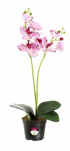 Orchid Phalaenopsis Camira