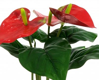 Anthurium Taru cachepot Dekollete Silver 12