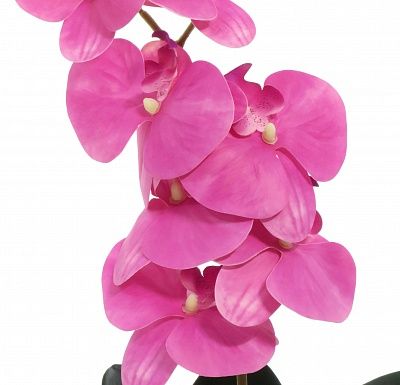 Orchid Meli planter Dekollete 12