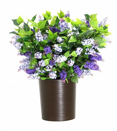 Lilac Chester Mini Cachepot Dekollete Clasico 30