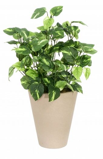 Singonium Jackson planter Dekollete Concrete 17