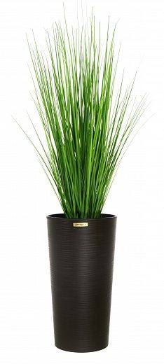 Sedge Carisa cachepot Dekollete Serso 46