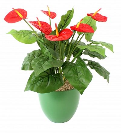 Anthurium Zuli Grand cachepot Dekollete