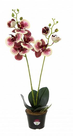 Orchid Phalaenopsis Camira