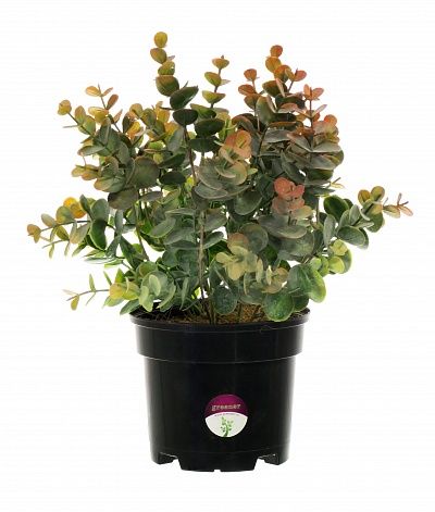 Eucalyptus Lozanno in a cachepot