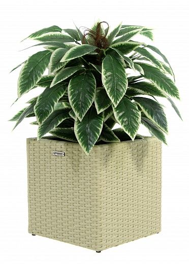 Croton Claire Cachepot Dekollete Rattan Cube 32