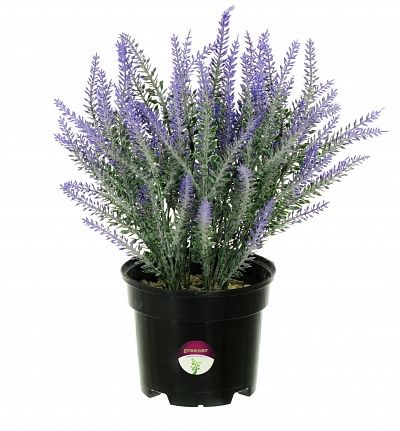 Lavender Sirt in cachepot 12