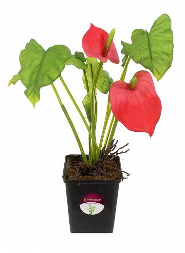 Anthurium Tale