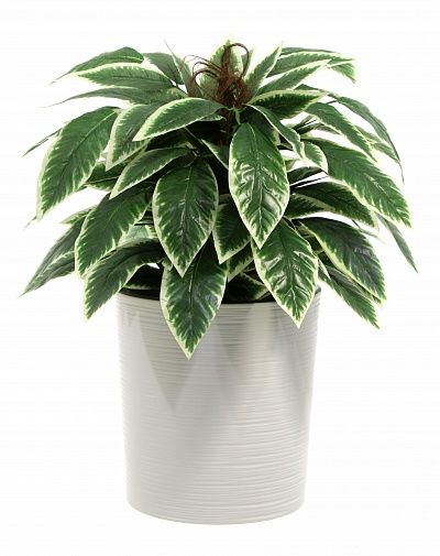 Croton Claire Cachepot Dekollete Clasico 30