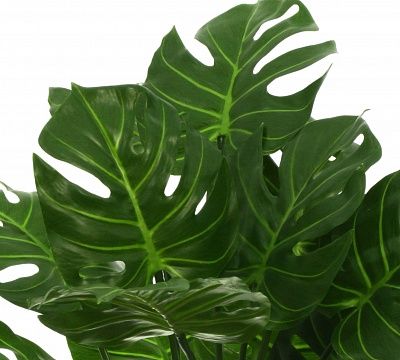 Monstera Tagira Dos