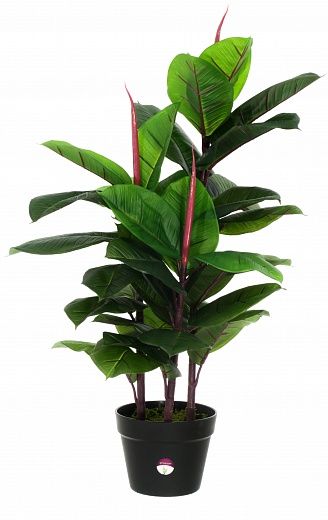 Ficus robusta Jance