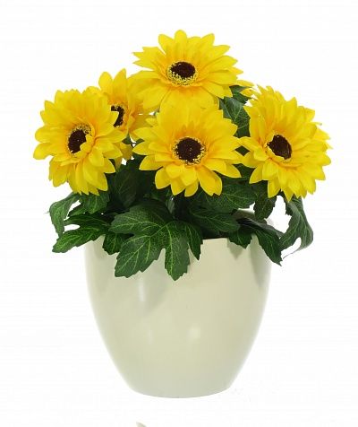 Gerbera Laura cachepot Dekollete 12 available to order 6 pieces