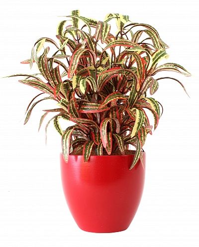 Dracaena Alder Autumn Cachepot Dekollete 15