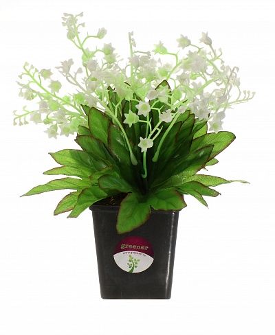 Lily of Pavo in cachepot