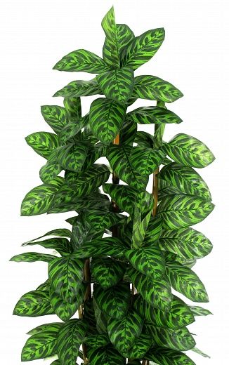 Maranta Carata