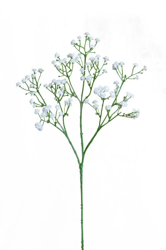 Gypsophila