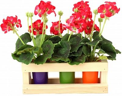 Geranium Asti Set