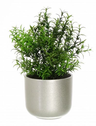 Rosemary Ferco pot Dekollete 12