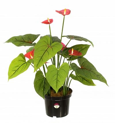 Anthurium Tavira