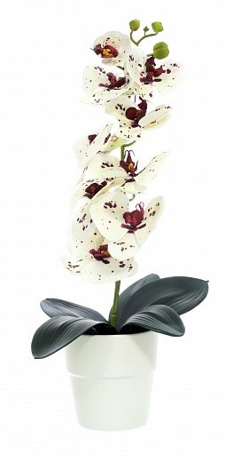 Orchid Meli planter Dekollete 12