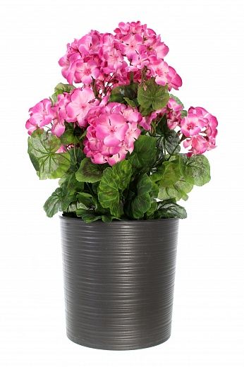 Geranium Rizado cachepot Dekollete Clasico 19