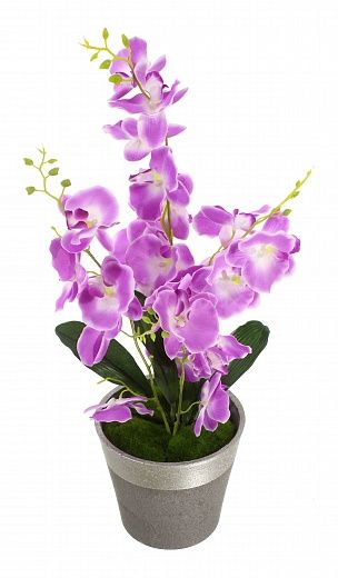 Orchid Phalaenopsis Seattle cachepot Dekollete Concrete 17