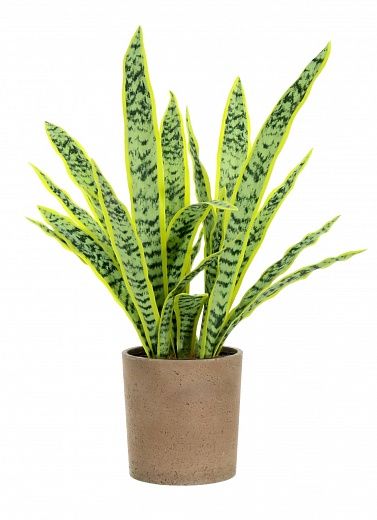 Sansevieria Gurun Cinco Cachepot Dekollete Concrete 17