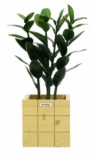 Zamioculcas Cargon quattro cachepot Dekollete Chess 20