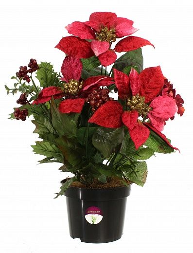 Poinsettia Mirabel in a cachepot