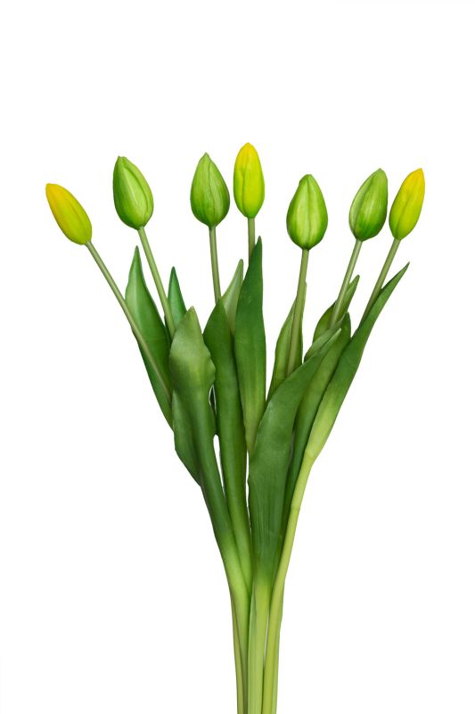 Closed tulip, bouquet of 7 pcs. (green)