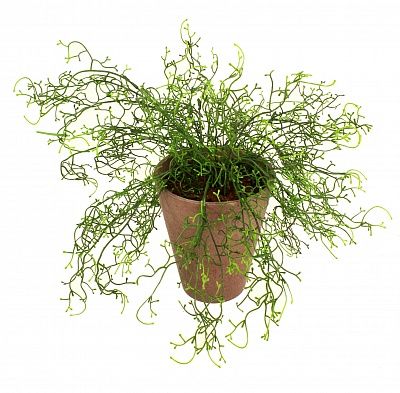 Tillandsia Loya cachepot Dekollete Concrete 17