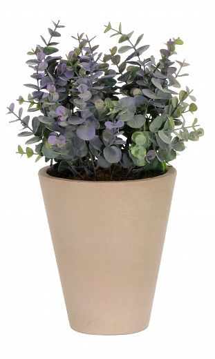 Eucalyptus Lozanne pot Dekollete Concrete 17