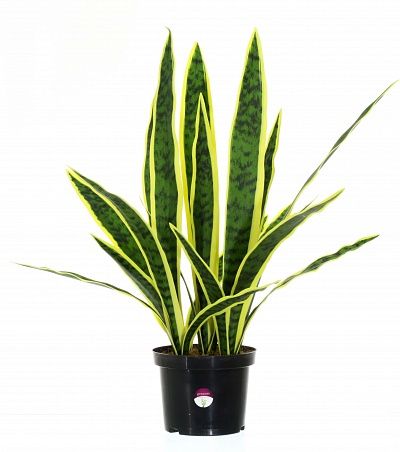 Sansevieria Gurun Cinco