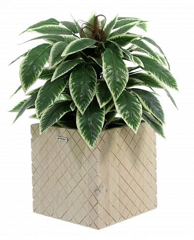 Croton Claire Cachepot Dekollete Gurido 30 color