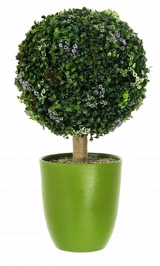 Boxwood Calvero available to order 1 piece