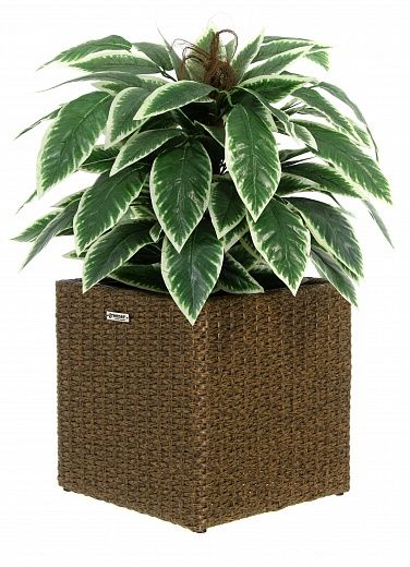 Croton Claire Cachepot Dekollete Rattan Cube 32