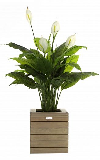 Spathiphyllum Triere cachepot Dekollete Roca Cube 30