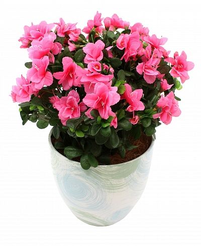 Azalea Shilly cachepot Dekollete