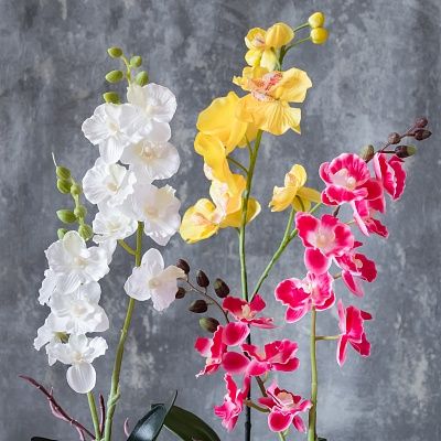 Orchid Phalaenopsis Padisha cachepot Dekollete set of 3 pieces