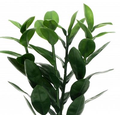 Zamioculcas Cargon Quatro Cachepot Dekollete Gurido 20