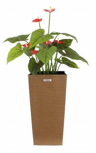 Anthurium Tavira cachepot Dekollete Kuno 46 Eco