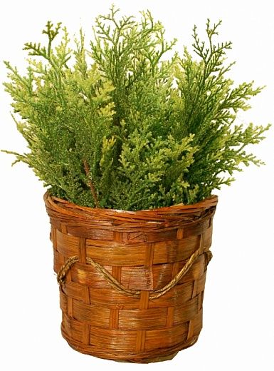 Thuja Lardi