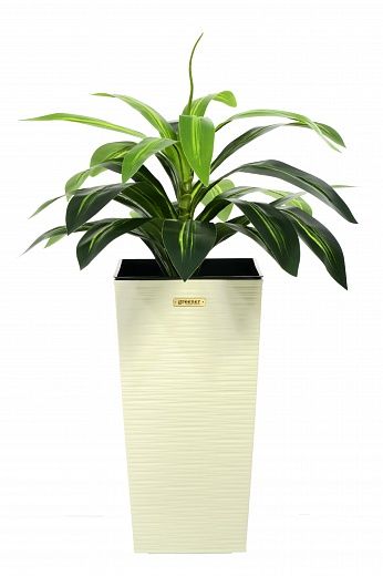 Dracaena Orli cachepot Dekollete Kuno 46