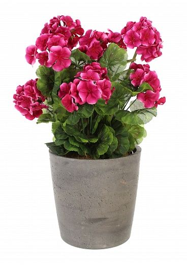 Geranium Rizado cachepot Dekollete Concrete 17