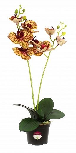 Orchid Phalaenopsis Camira