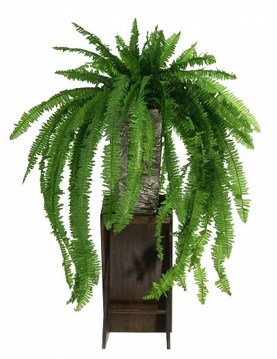 Fern Nephrolepis Casar available to order 1 piece